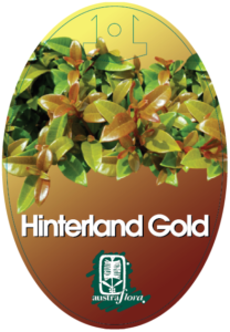 Syzygium Hinterland Gold