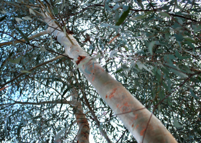 Eucalyptus Little Spotty