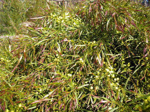 Acacia Mop Top (PBR)